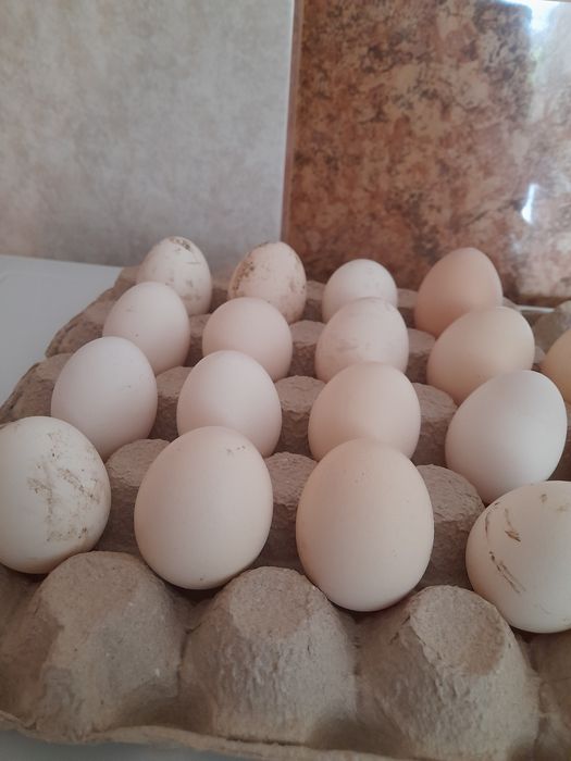 Oua incubat motata olandeza