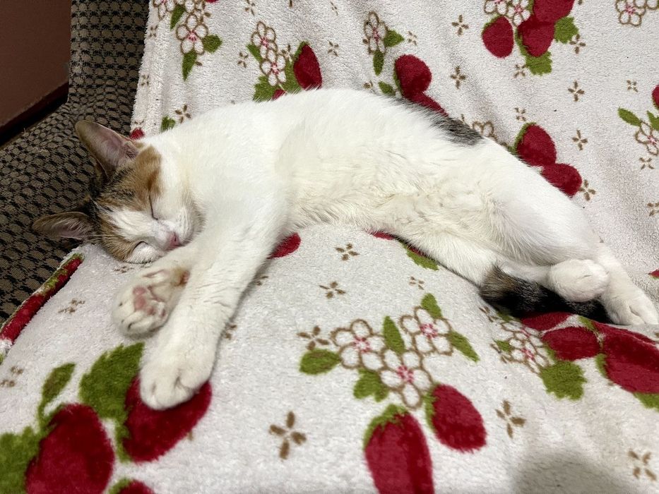 Отдам кошочек бесплатно