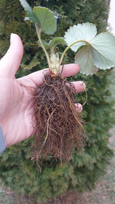 Stoloni capsuni Albion și soiuri unifere