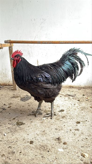 Джерсийский гигант  Гигант