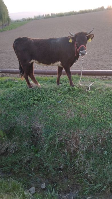 Sotiladigan hunajin bar