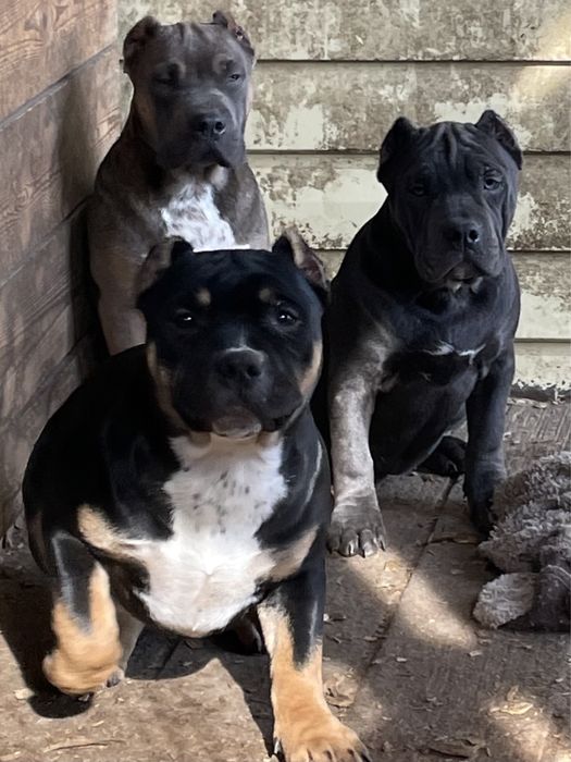 Американский булли