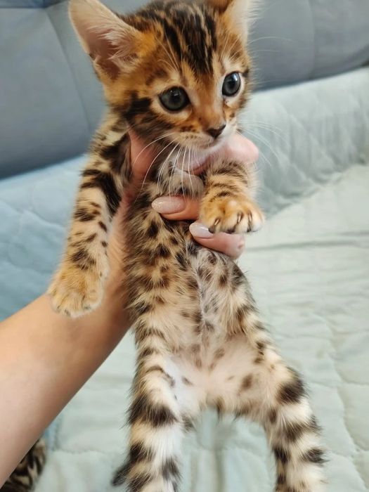 Продам бенгальских котят