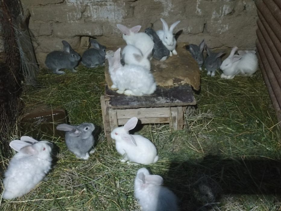 Quyonlar sotiladi soglom xikol zoti