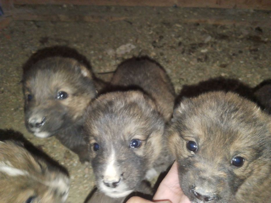 Кангал итни болалари 5дона нахи 1миллион