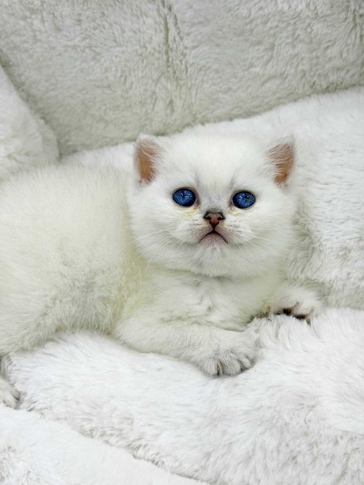 продажа котят породистый