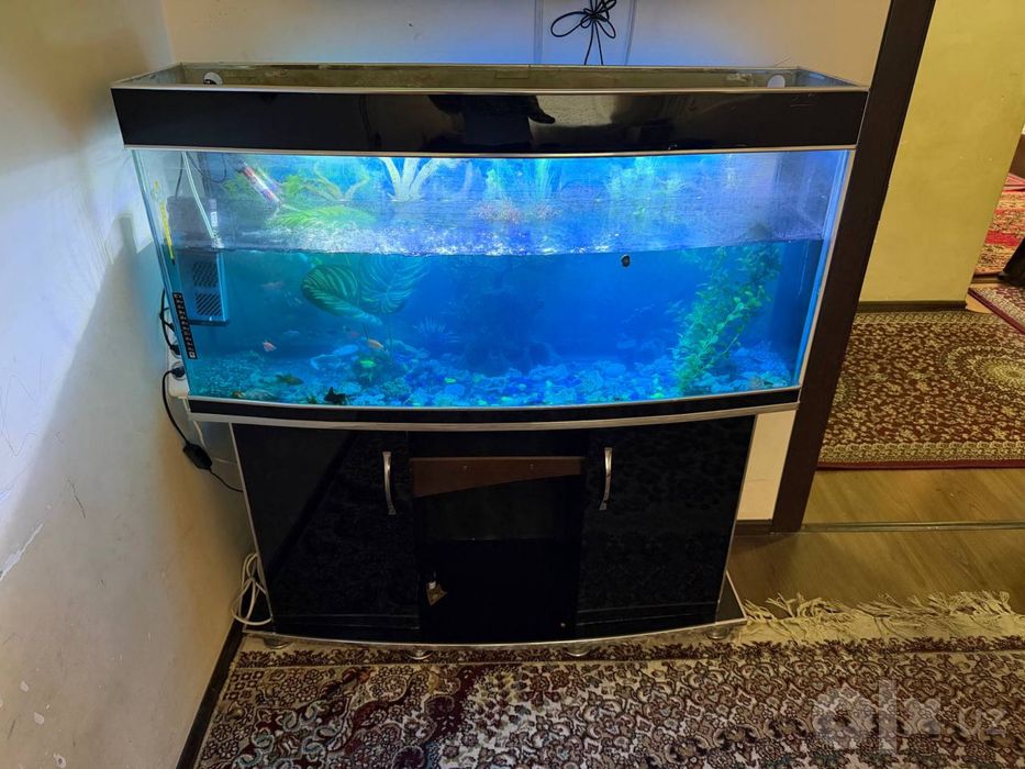 Akvarium Sotiladi Srochna