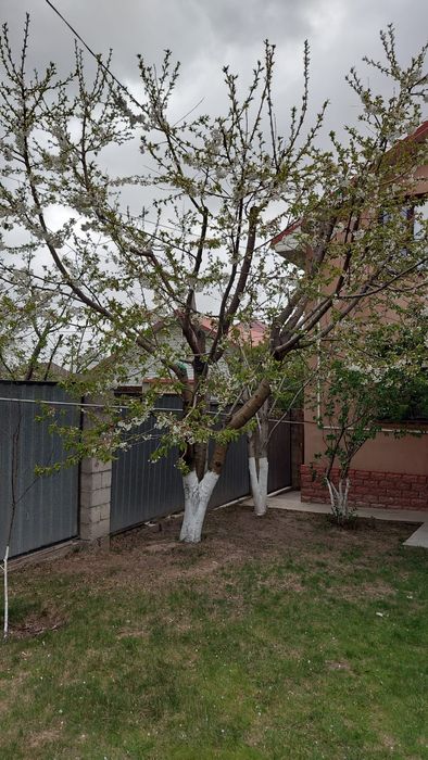 Чистка  участков в алматы и области.