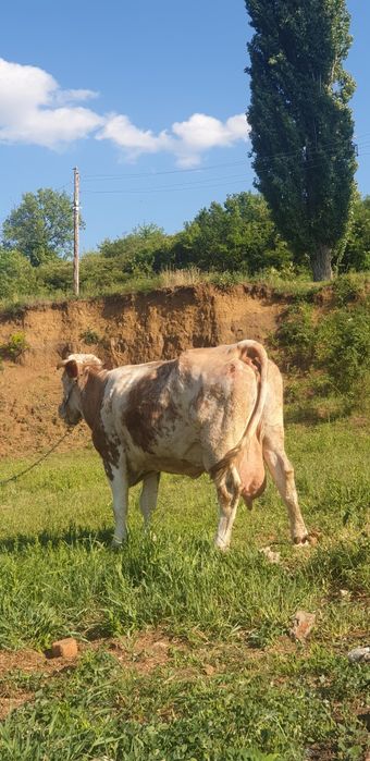 Vând Vacă Belgiană Roșie talie mare  (22 -25 L lapte)garantat cu proba de muls + Vițel de 5 săptămâni ,