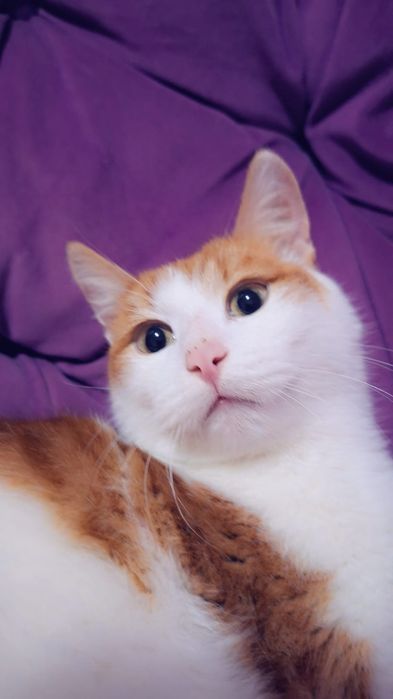 Отдам солнечного котика