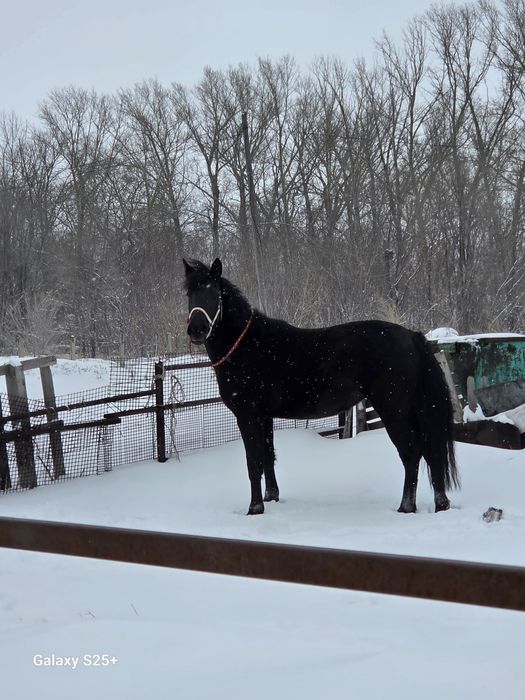 Хорошая Орловская на племя