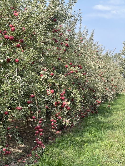 Яблоки домашние