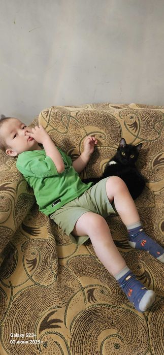 Кошка в добрые руки