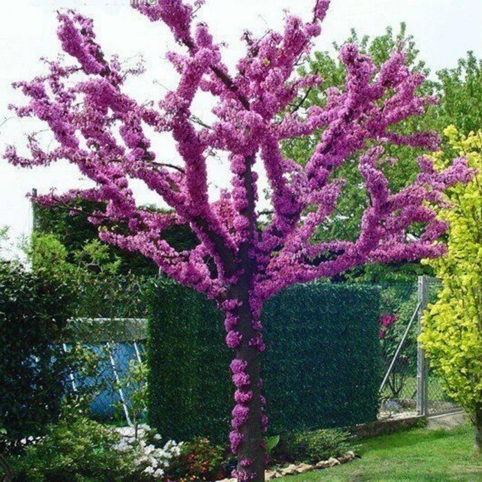 Cercis Canadensis (Arborele Iudei )