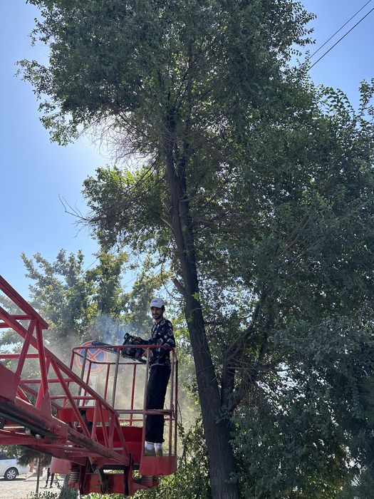 Дарахт арралимиз, Обрезека дерево ,фармовка