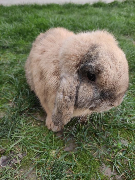 Кролики карлики породы "баран" по 350 тыс.
