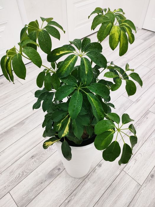 Комнатные цветы, доставка