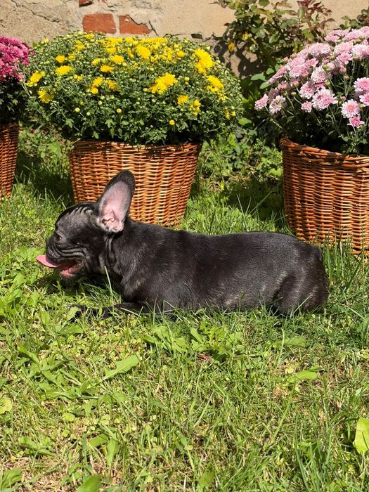 Bulldog francez femela frumoasa si iubitoare