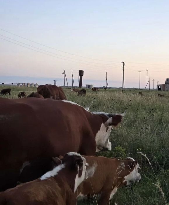 Продам 36 голов герефорд
