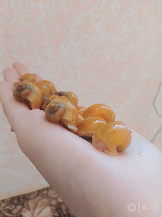 Улитки ампулярии