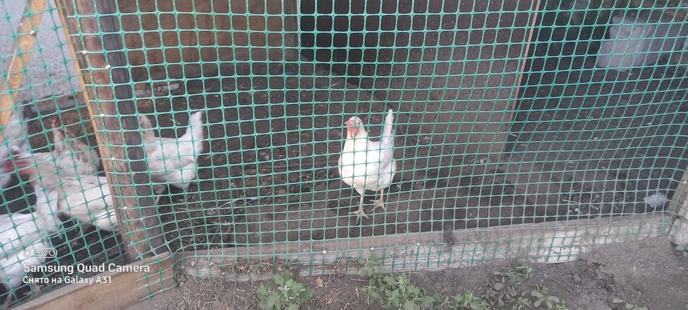 Продам курей  несушки