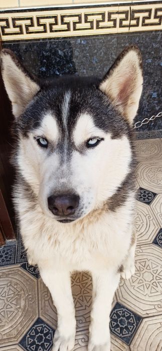 Чистокровная 100% хаски без примесей,обученная ,выполняет все команды