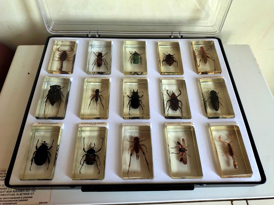 Страхотна Колекция Хербарий От Буболечки,Насекоми