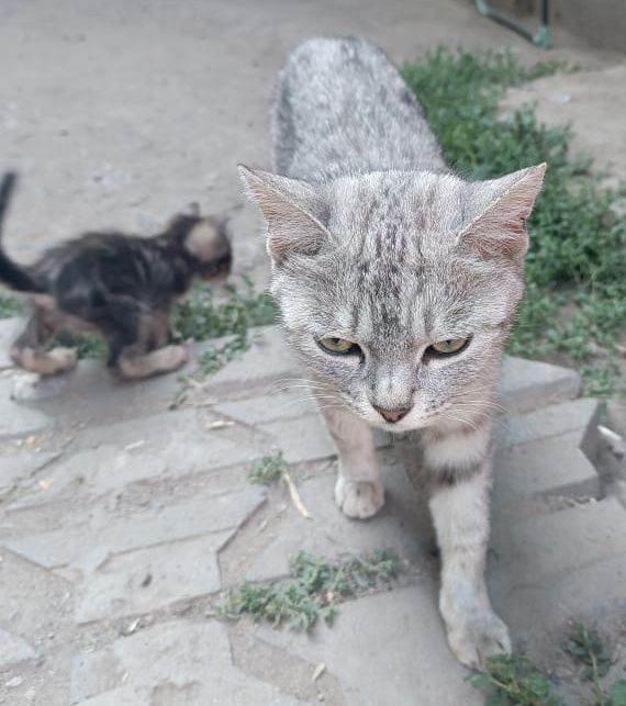 Отдам котят в хорошие руки.