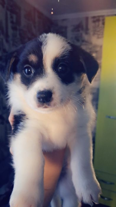 Щенят Пинчера отдам .