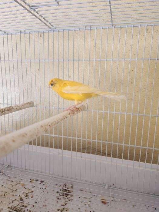 Велосипед 3 вида и канарейка