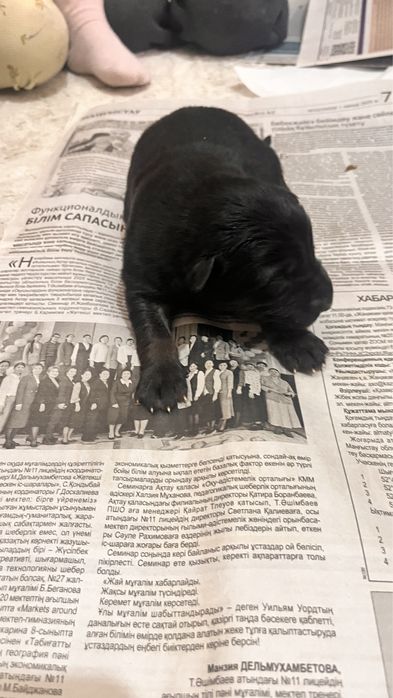 Продам щенков немецкой