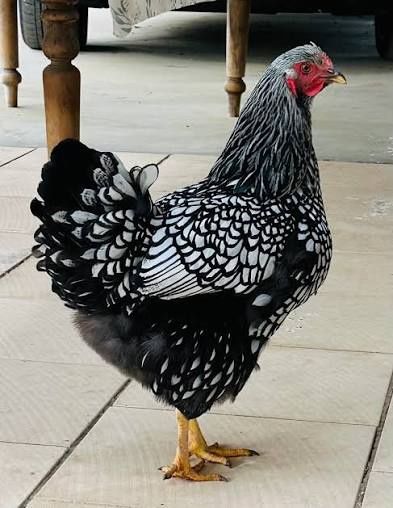 Dekorativ Wyandotte Silver