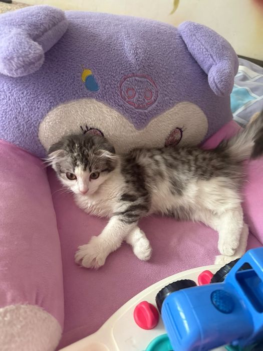 Кошка отдам даром