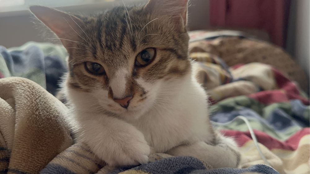 Кошка, бесплатно