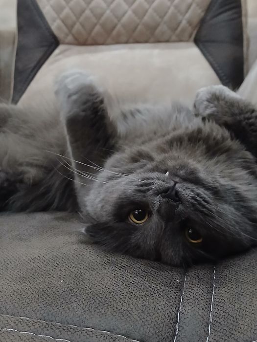 Шотландский вислоухий кот