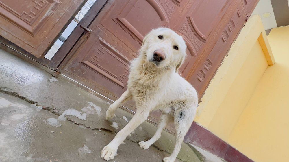 Zottor kuchuk bori bosarni bolasi