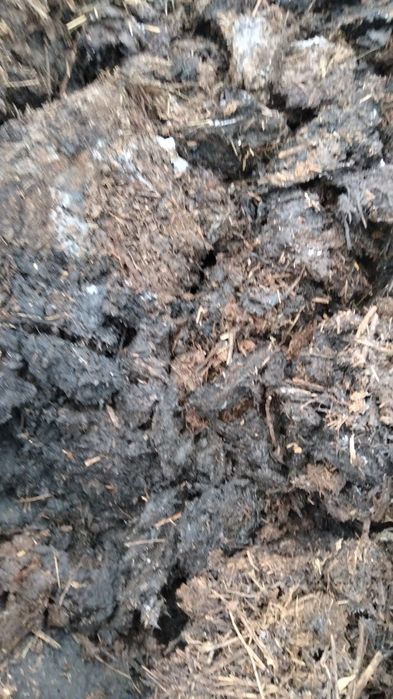 Продам навоз конский