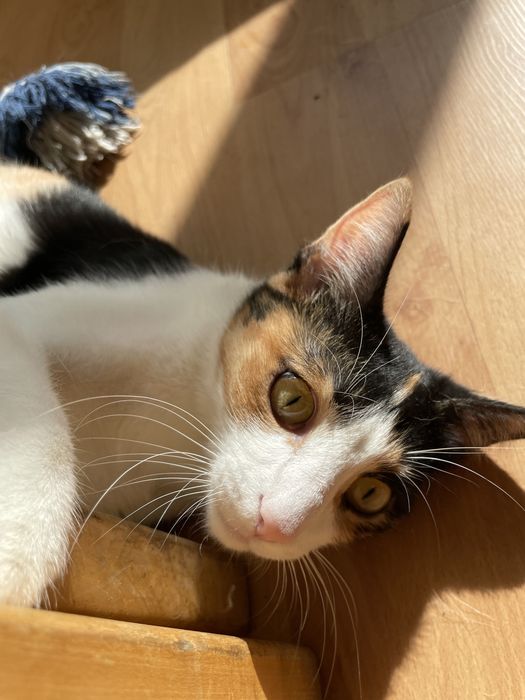 Казвам се Моли и си търся дом!