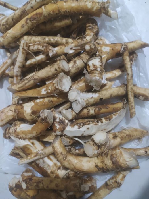 Продам Корень хрена