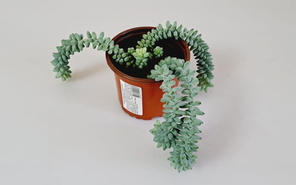 Суккуленты  Суккуленты