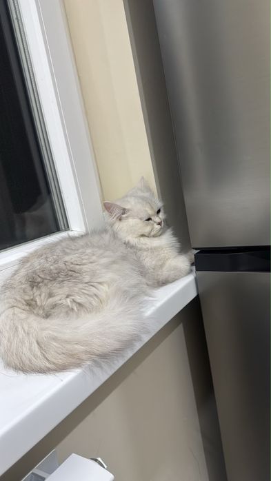Кошки                                Т.