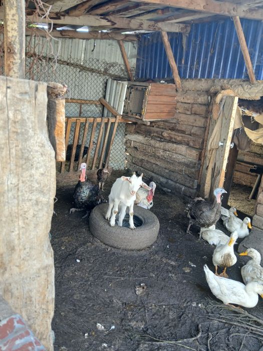 Продам коз 7 голов