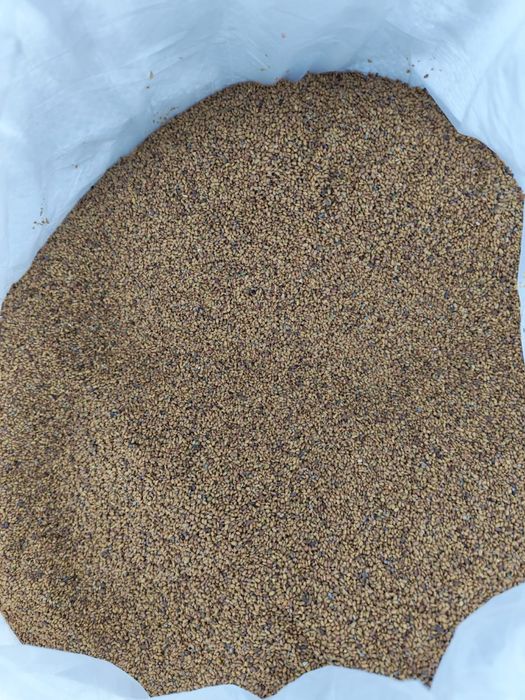 Lucerna selecționata Italia