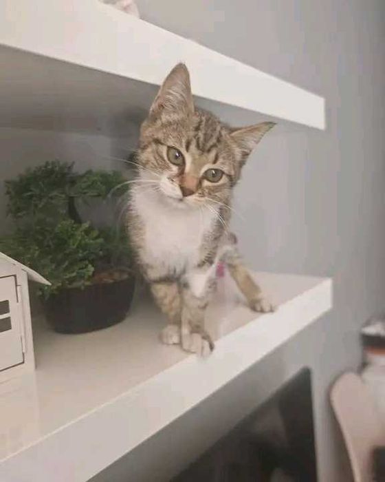 Подарява се котенце