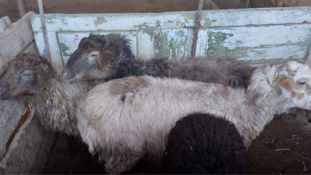 Токты уш еркек бір ургашы