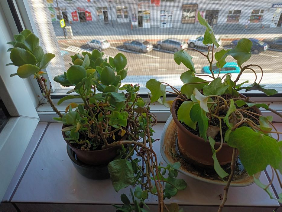 Vand 2 flori de apartament.