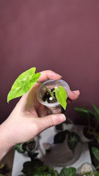 Алоказия ,Пинк амазоника Синуата итд