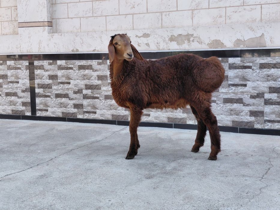 Qo'zi qo'chqorcha sotiladi