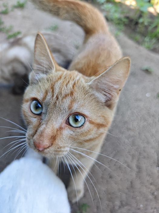 Отдам котят в хорошие руки