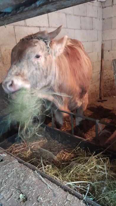 Продам Бычка 1.5 годовалый